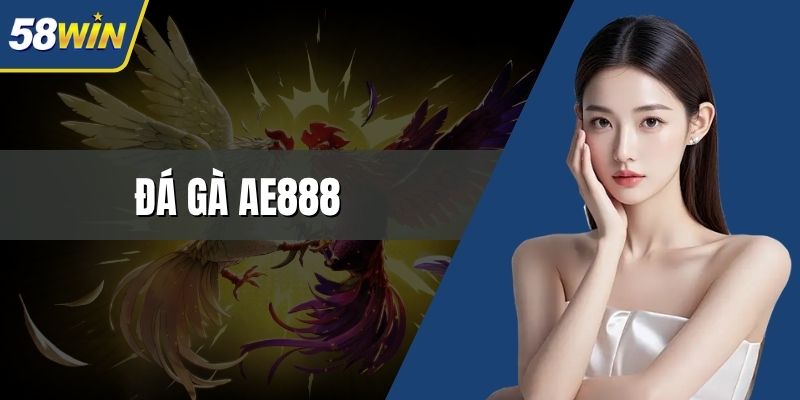 đá gà ae888