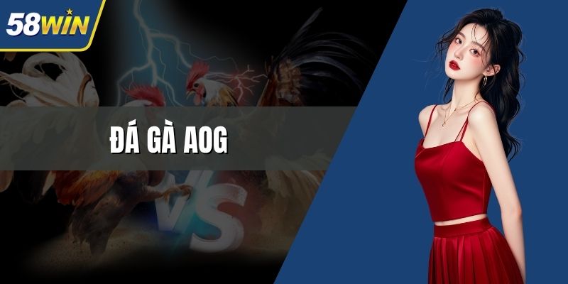 đá gà aog