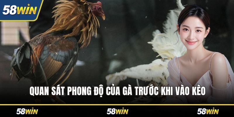 Quan sát phong độ của gà trước khi vào kèo
