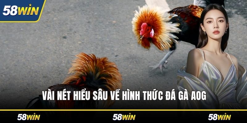 Vài nét hiểu sâu về hình thức đá gà aog
