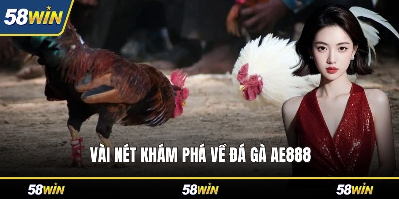 Vài nét khám phá về đá gà ae888